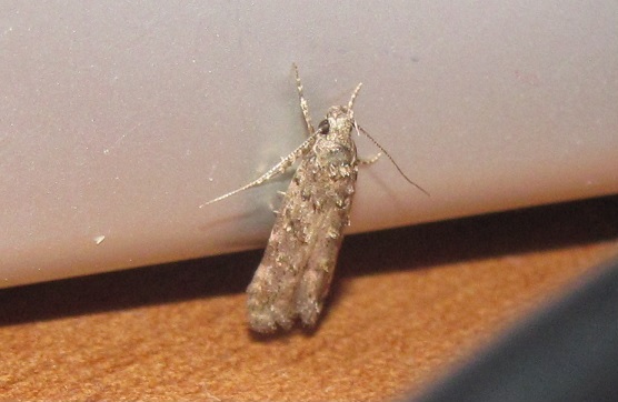 Gelechiidae